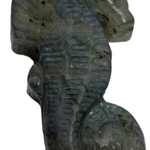 sea horse 1.1