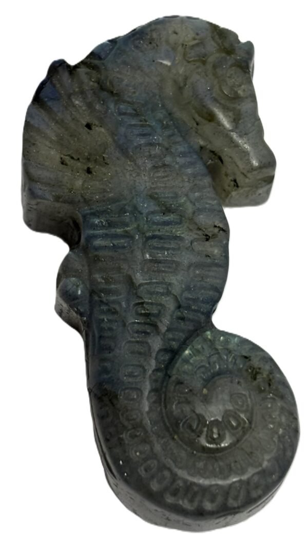 sea horse 1.1