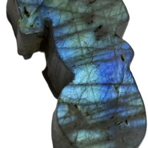 sea horse 1.9