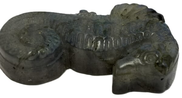 sea horse 1.4