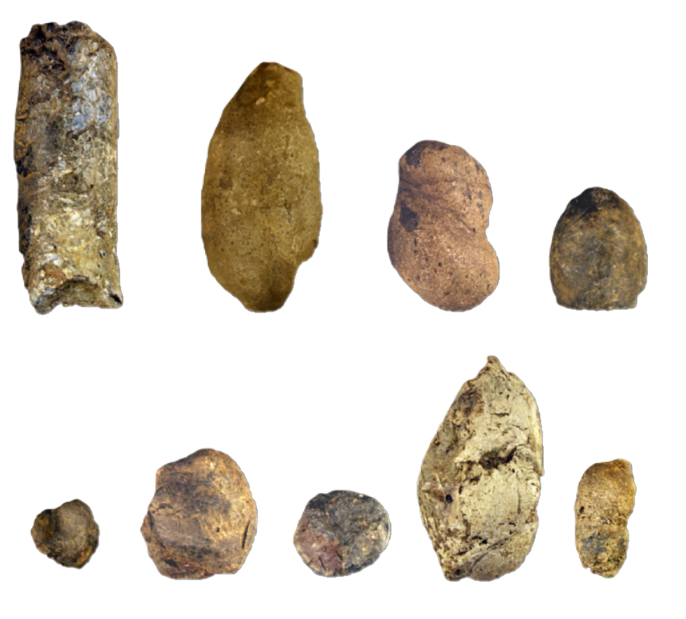 Coprolite shapes