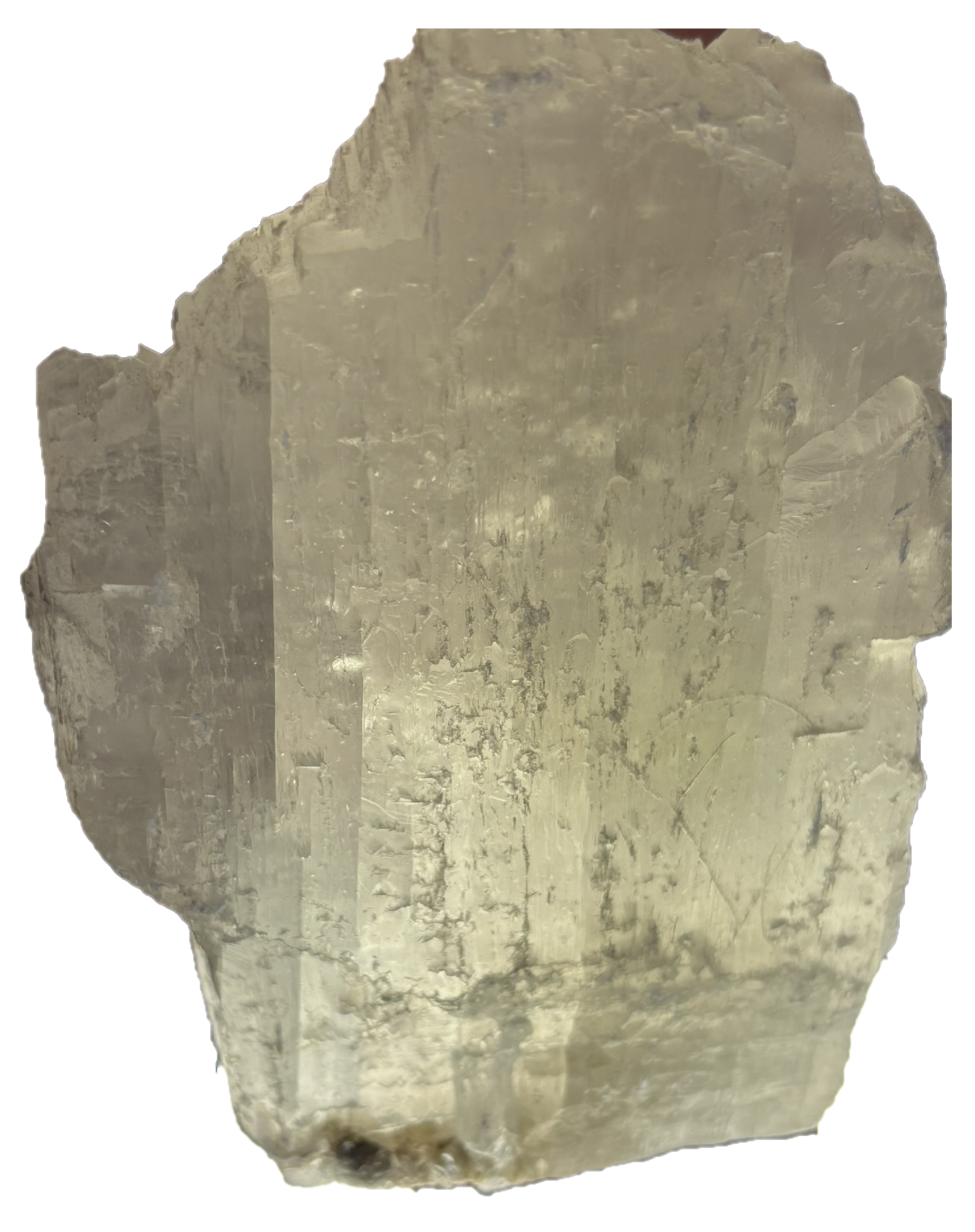 fishtail selenite fishb 4 - Sians Emporium fishtail selenite fishb 4