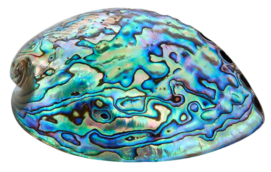 Abalone - Sians Emporium Abalone