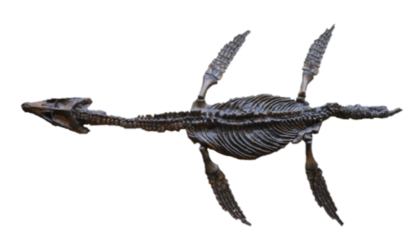 Ichthyosaurus skeleton