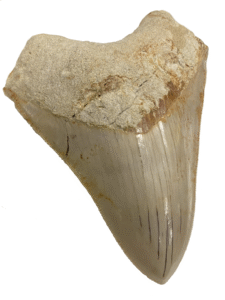 fossilised Megalodon tooth