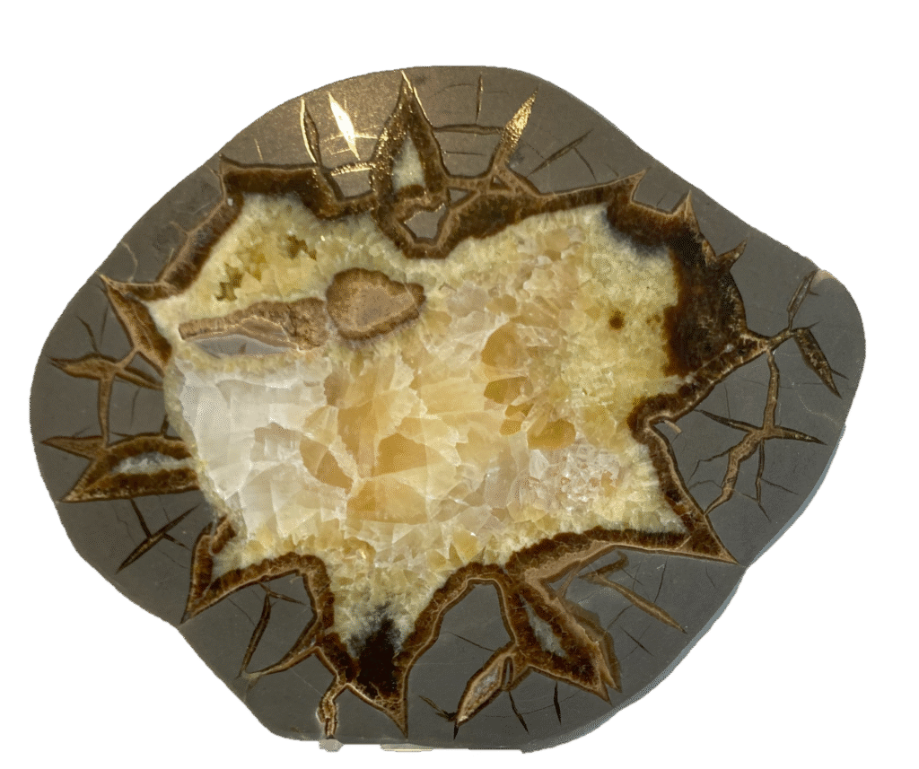 Septarian specien SSA