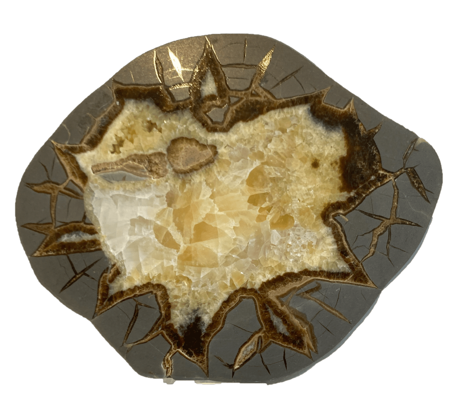 Septarian specien SSA - Sians Emporium Septarian specien SSA