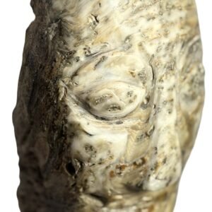 Oyster Face 1.2 - Sians Emporium Oyster Face 1.2