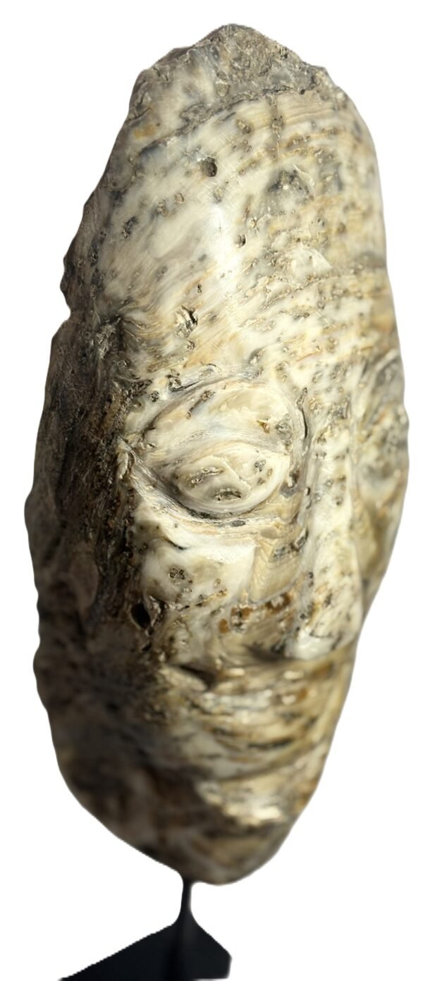 Oyster Face 1.2 - Sians Emporium Oyster Face 1.2