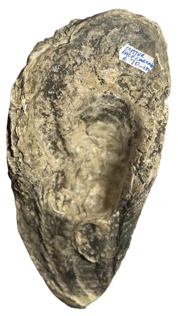 Oyster Face 1,4 - Sians Emporium Oyster Face 1,4