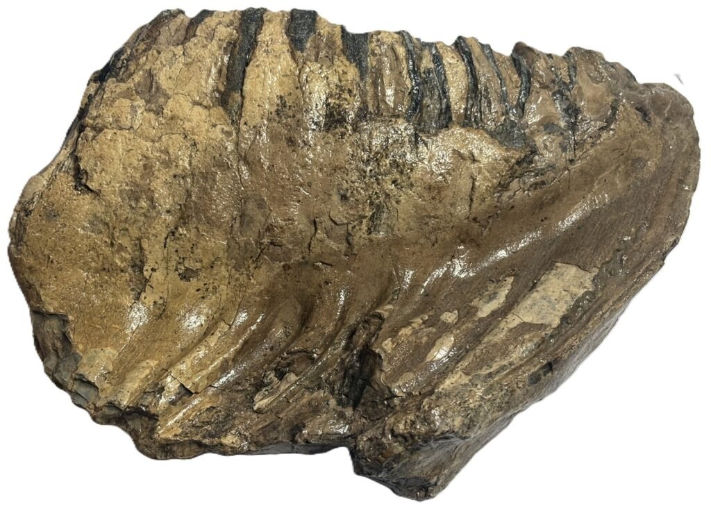 adult mammoth tooth 2 - Sians Emporium adult mammoth tooth 2