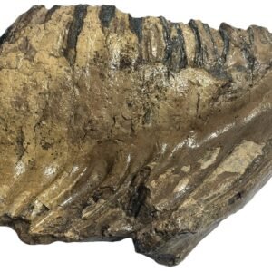 adult mammoth tooth 2 - Sians Emporium adult mammoth tooth 2