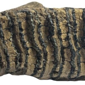 adult mammoth tooth 1