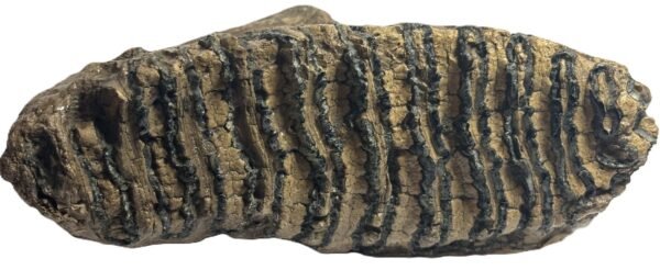 adult mammoth tooth 1 - Sians Emporium adult mammoth tooth 1