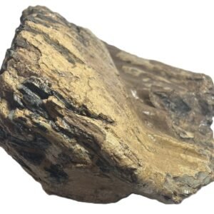 adult mammoth tooth 3 - Sians Emporium adult mammoth tooth 3