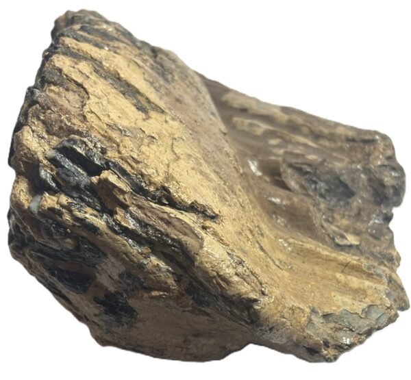 adult mammoth tooth 3 - Sians Emporium adult mammoth tooth 3