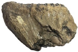 adult mammoth tooth 4 - Sians Emporium adult mammoth tooth 4