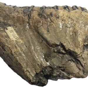 adult mammoth tooth 4 - Sians Emporium adult mammoth tooth 4