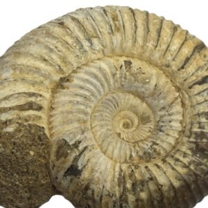 ammonite 11.1 - Sians Emporium ammonite 11.1