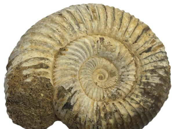 ammonite 11.1 - Sians Emporium ammonite 11.1