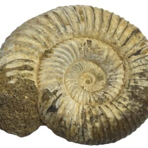 ammonite 11.2