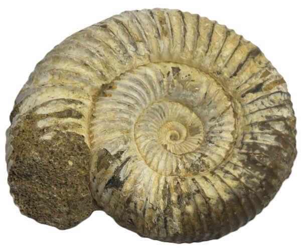 ammonite 11.2 - Sians Emporium ammonite 11.2