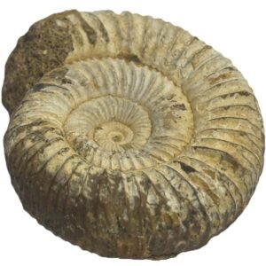 ammonite 11.3 - Sians Emporium ammonite 11.3