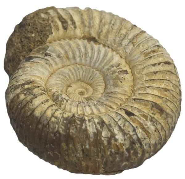 ammonite 11.3 - Sians Emporium ammonite 11.3