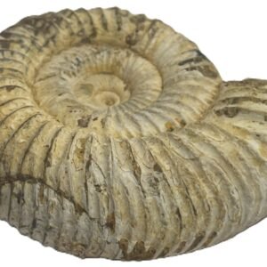 ammonite 11.4 - Sians Emporium ammonite 11.4