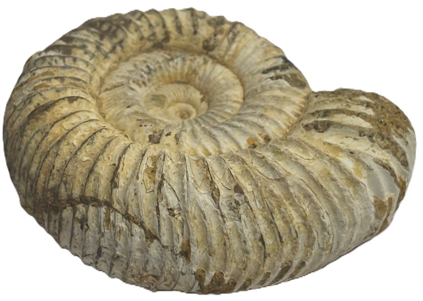 ammonite 11.4