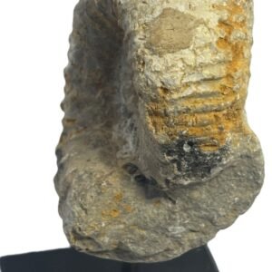 ammonite stand 4.5