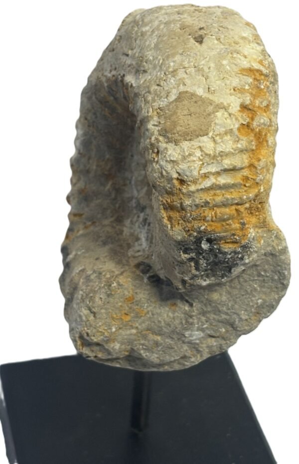 ammonite stand 4.5