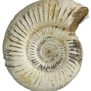 ammonite 6.1