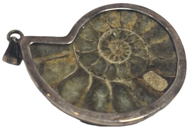 ammonite pendant b.1