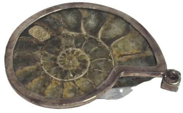 ammonite fossil pendant b..2