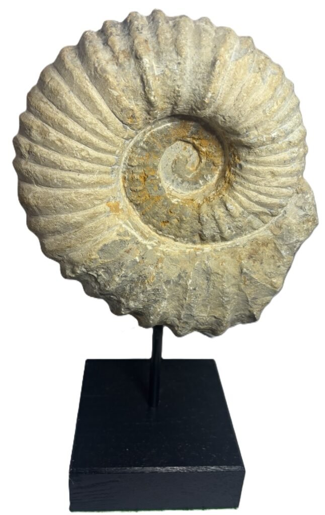 ammonite specimen 21 - Sians Emporium ammonite specimen 21