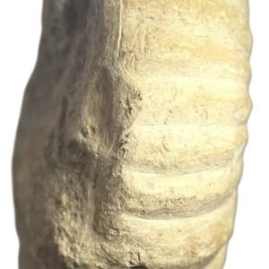 ammonite specimen 23