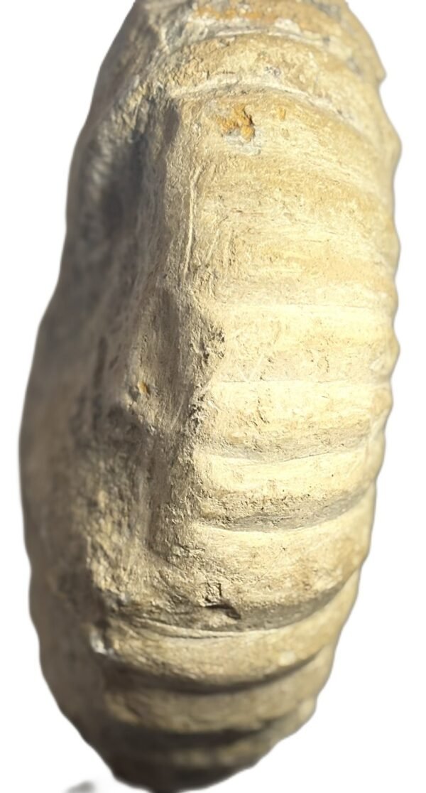 ammonite specimen 23