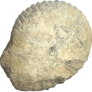ammonite specimen 24