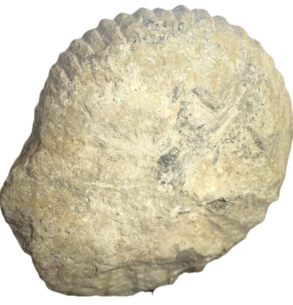 ammonite specimen 24