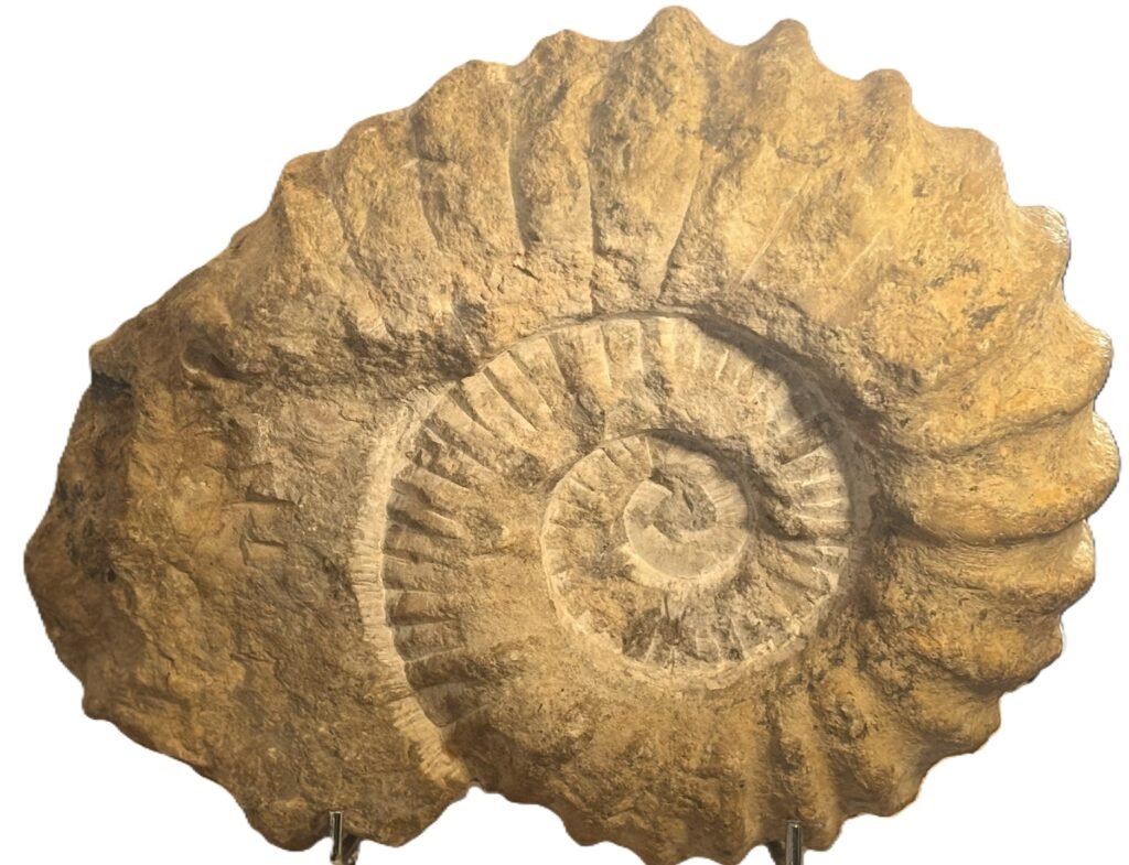 Ammonite specimen 3 1 sians emporium Ammonite specimen 3 1