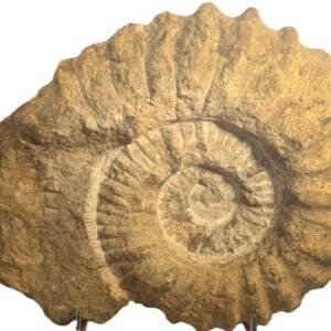 ammonite specimen 3.1