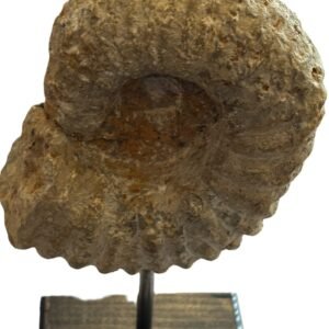 ammonite stand 2.1