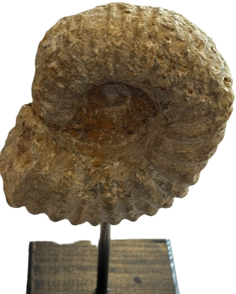 ammonite stand 2.1 - Sians Emporium ammonite stand 2.1