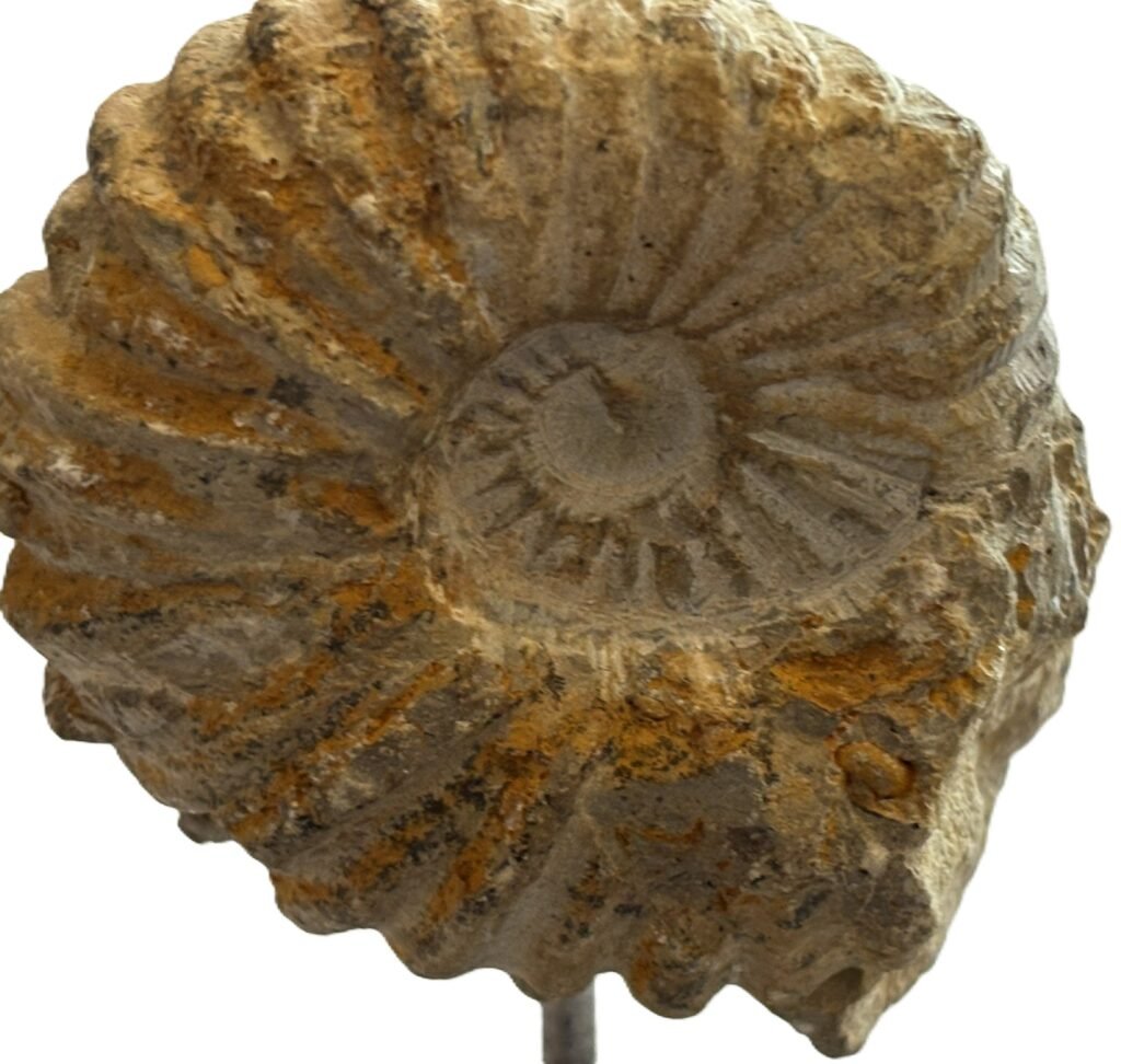 ammonite stand 3.1 - Sians Emporium ammonite stand 3.1