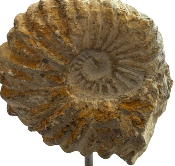 ammonite stand 3.1