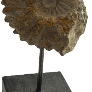 ammonite stand 3.2