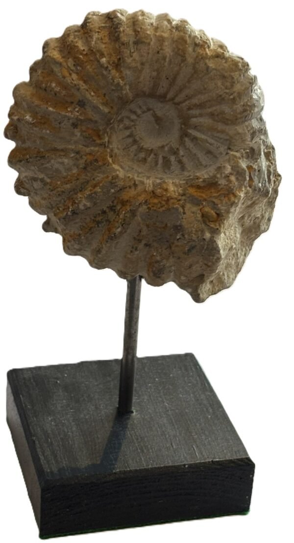 ammonite stand 3.2