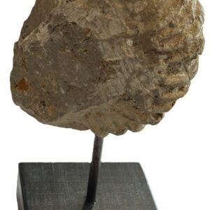 ammonite stand 3.3