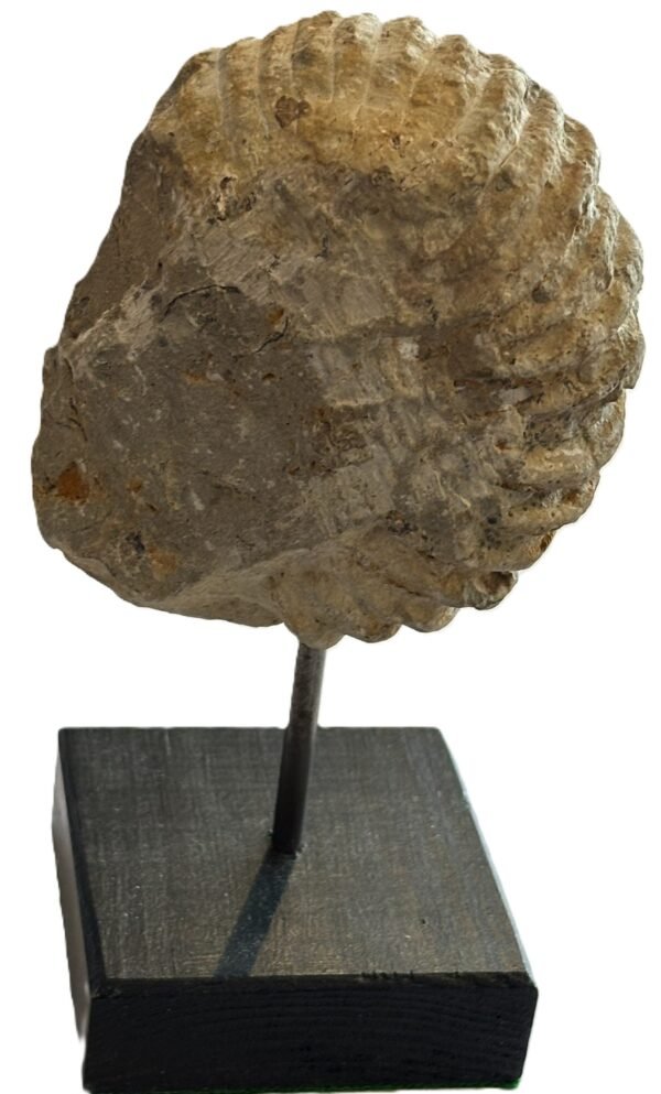 ammonite stand 3.3